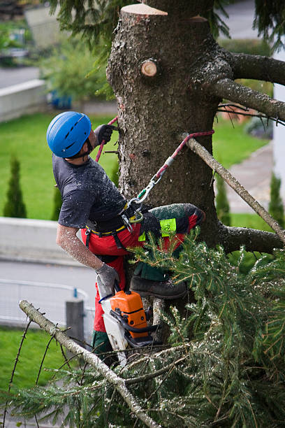 How Our Tree Care Process Works  in  North Gates, NY