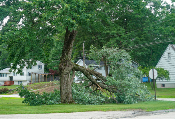 Reliable North Gates, NY Tree Services Solutions